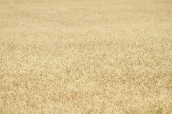 Closeup of ripe wheat ear in summer — Stock Photo, Image