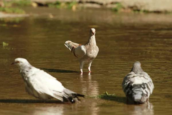 stock image Grey dove