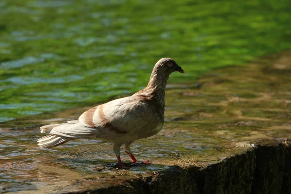 Grey dove — Stock Photo, Image