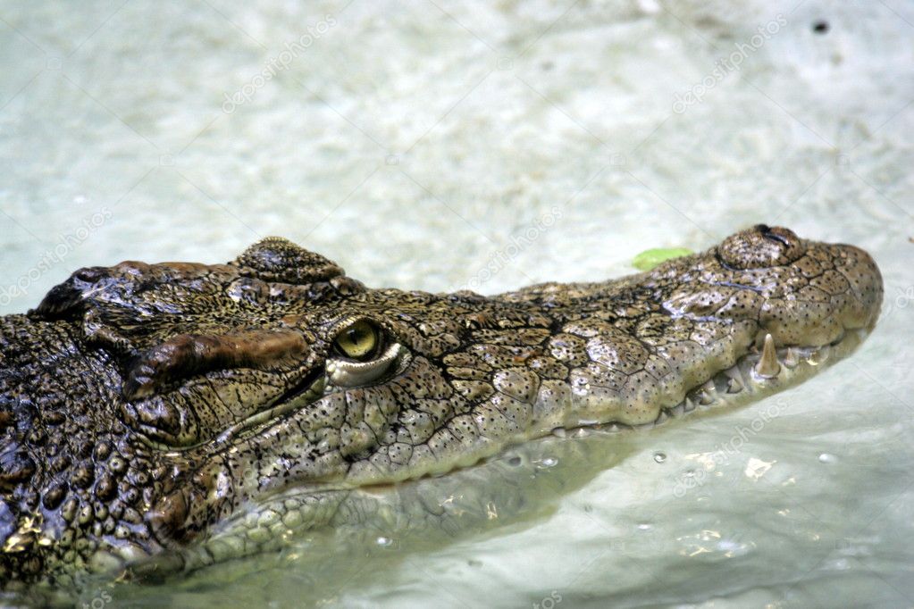Threatening crocodile