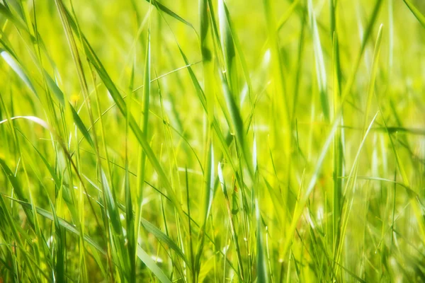 Fältet grönt gräs — Stockfoto