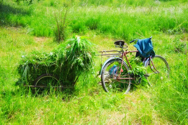 Taze kesilmiş çimen ile arabası — Stok fotoğraf
