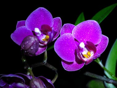 Two orchids clipart