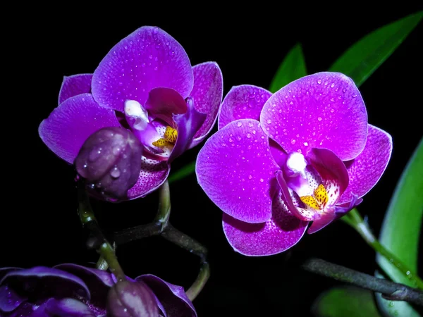 Twee orchideeën — Stockfoto