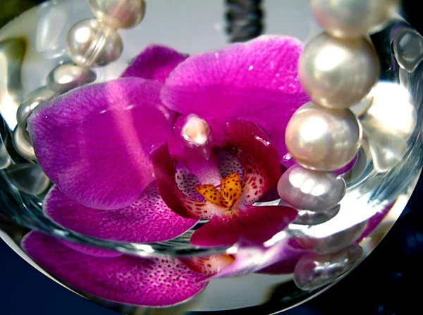 Pearl orchid — Stock Photo, Image