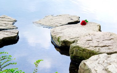 Single rose on the rocks clipart