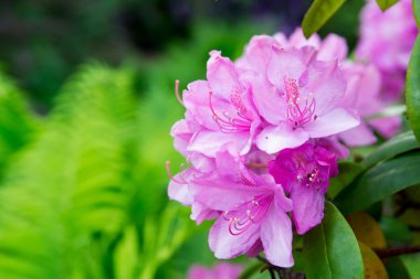 Pink Rhododendron close-up, selective focus clipart