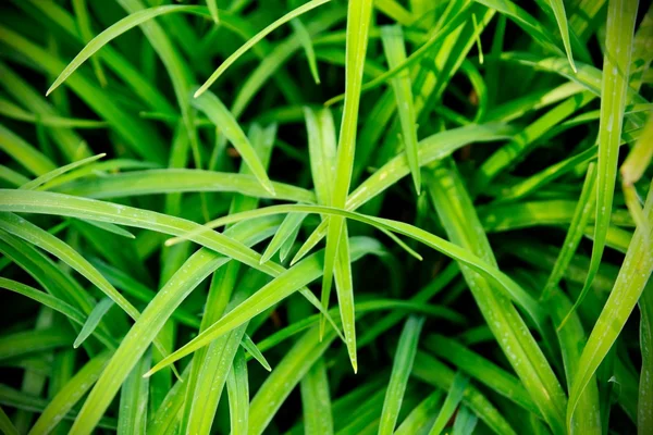 Fresh green grass macro — Stock Photo, Image