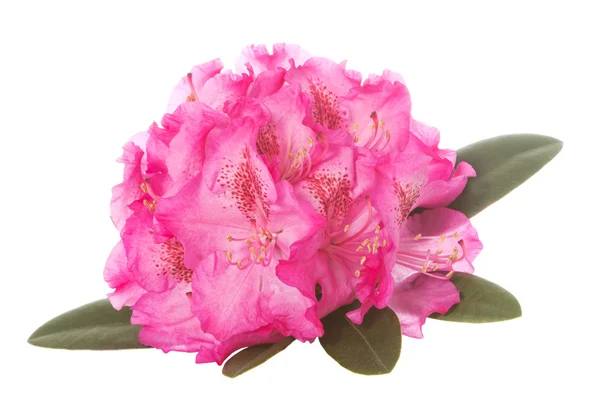Rhododendron blossom — Stock Photo, Image
