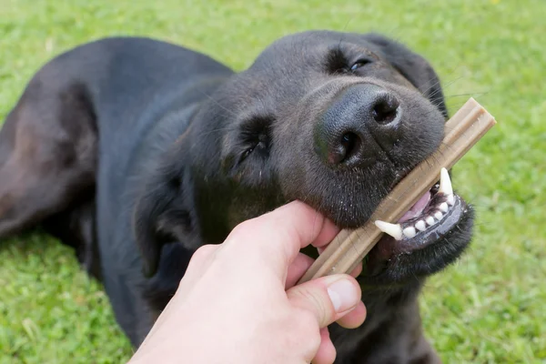 Fütterung eines Hundes — Stockfoto