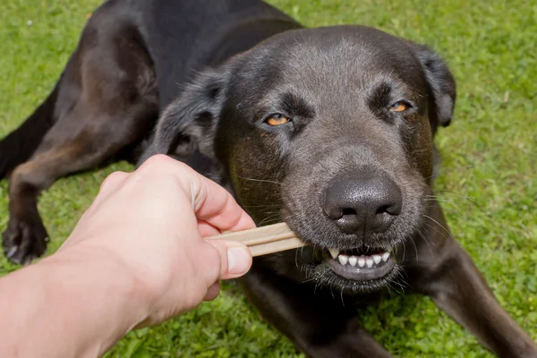 Utfodring av en hund — Stockfoto