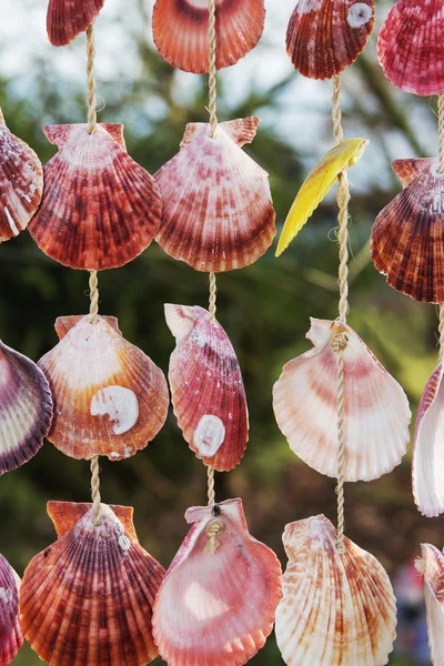 Colorful shells — Stock Photo, Image