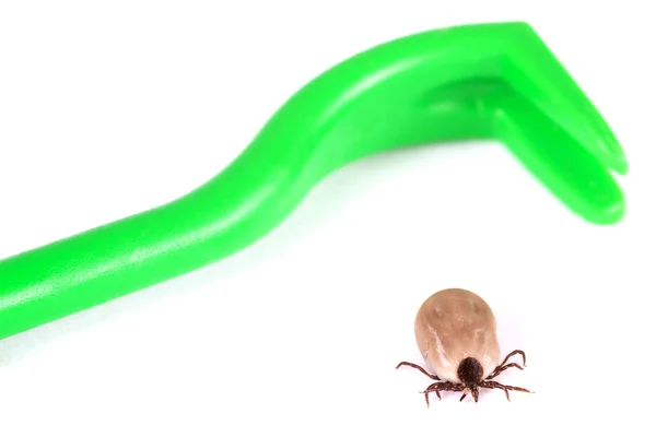 Tick with green pliers — Stock Photo, Image