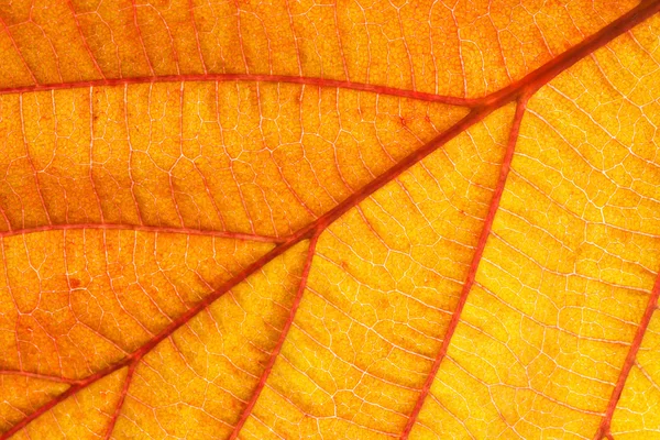 Orange leaf closeup — Stock Photo, Image