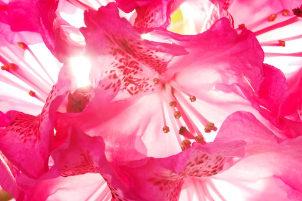 Rhododendron primer plano — Foto de Stock