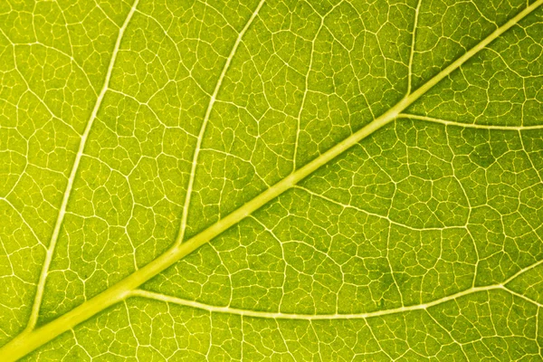 Primo piano foglia verde — Foto Stock