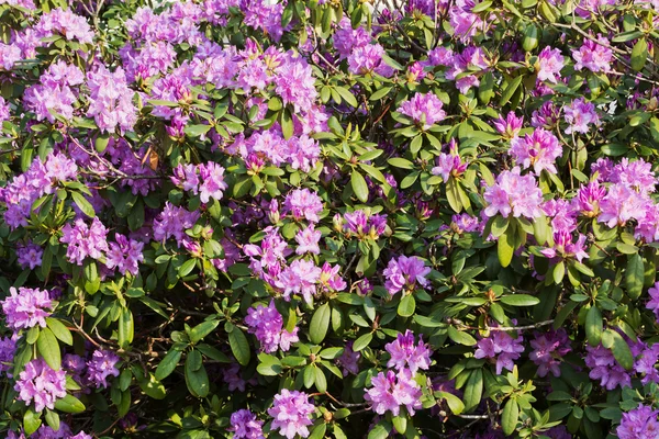 stock image Rhododendron hedge