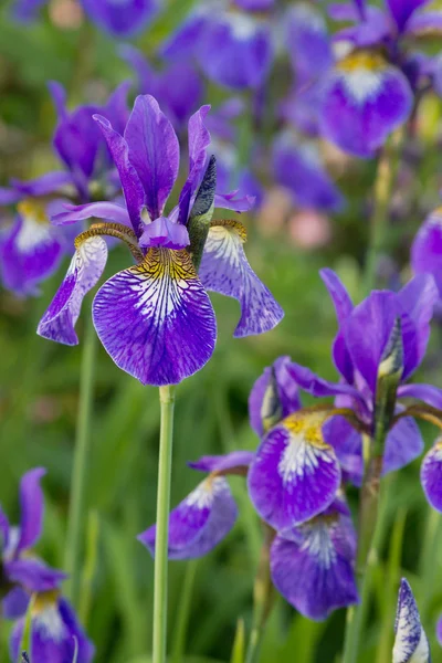 stock image Purple iris