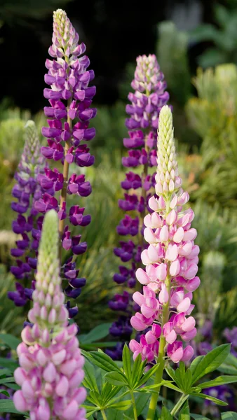 Colorful lupins Royalty Free Stock Images