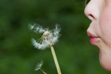 Child with dandelion clipart