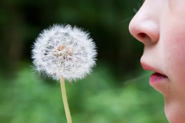 stock image Child with dandelion