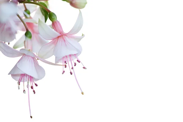 Fuchsia flower closeup — Stock Photo, Image