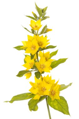 Blooming spotted loosestrife clipart