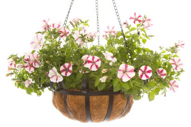 Petunia in basket clipart