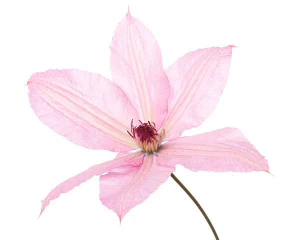 Pink clematis — Stock Photo, Image