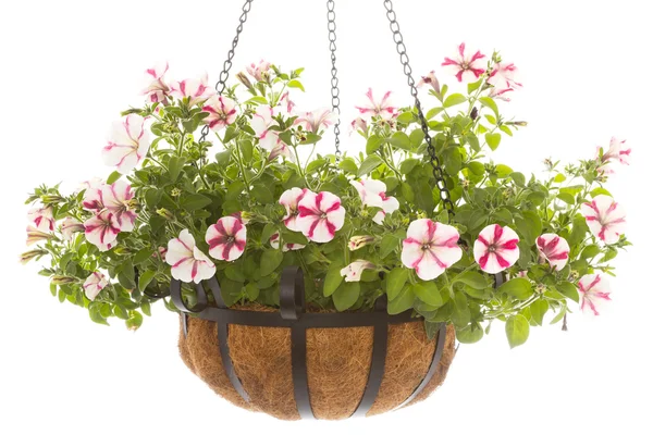 Petunia in basket — Stock Photo, Image
