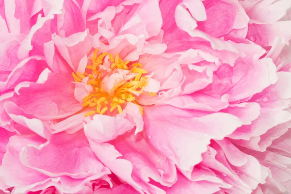 Primer plano peonía rosa — Foto de Stock
