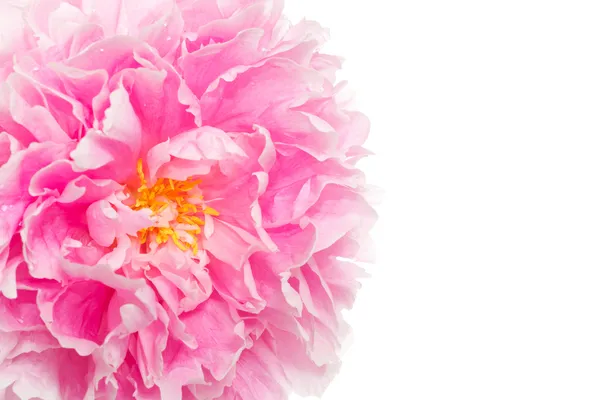 Rózsaszín bazsarózsa közelkép Stock Kép