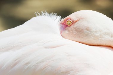 Flamingo portre