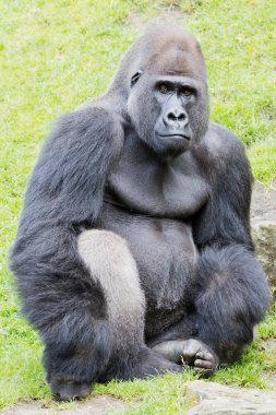 Silverback gorilla clipart