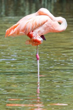 Suda flamingo