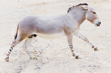 Somali wild ass clipart