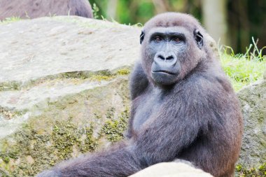 Gorilla close-up