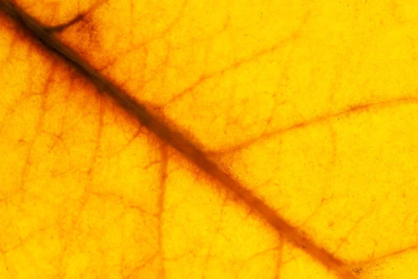 Orange leaf texture — Stock Photo, Image