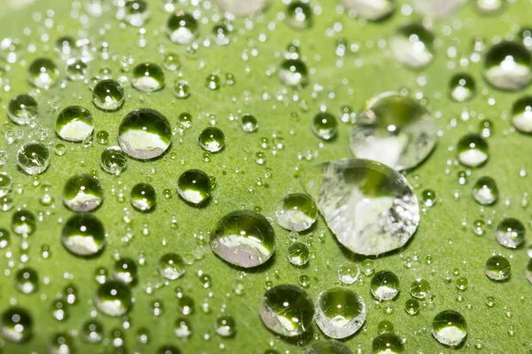 Leaf with raindrops — Stock Photo, Image