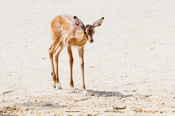 Giovane impala — Foto Stock