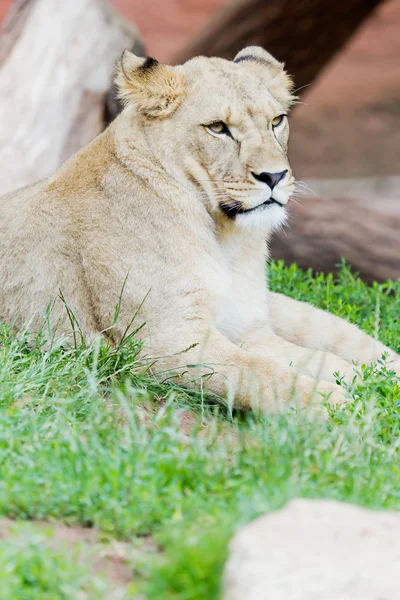 Lion in the grass — Stock Photo, Image