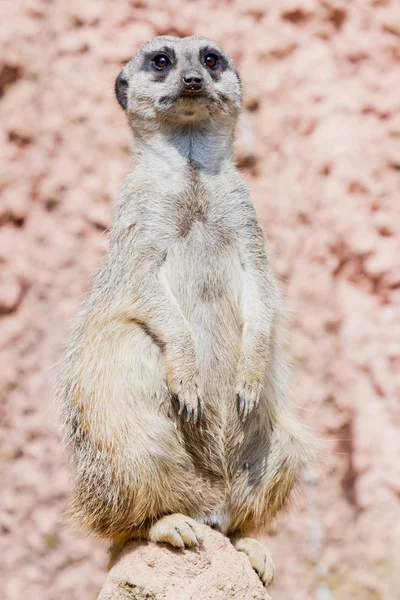 Meerkat på en klippa — Stockfoto