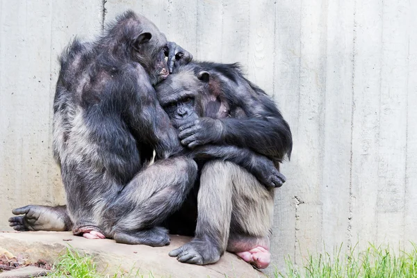 2 つのチンパンジー — ストック写真