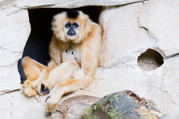 Gibbone marrone — Foto Stock