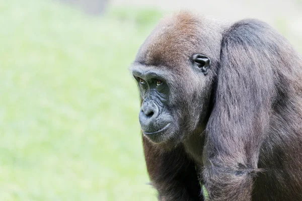 Closeup gorila — Stock fotografie