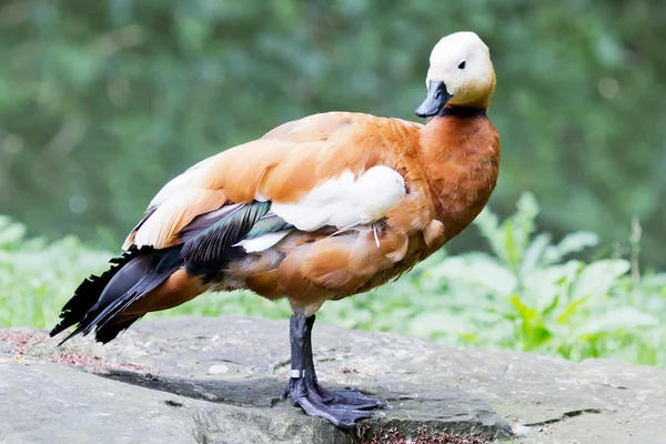 Brown duck — Stock Photo, Image