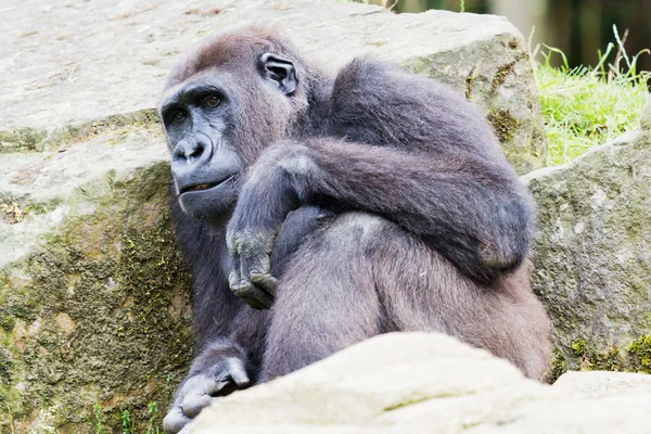 Gorilla närbild — Stockfoto