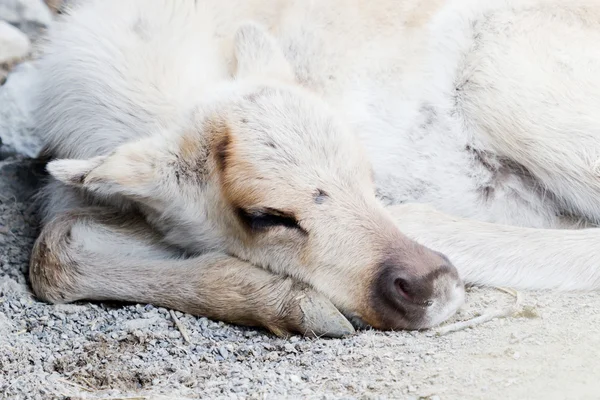 Sleeping caribou — Stock Photo, Image