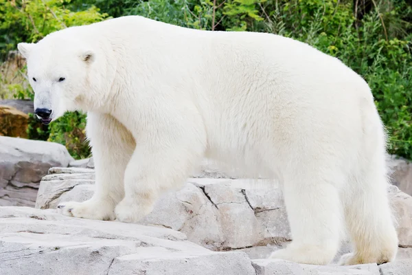 Ayakta buz ayı — Stok fotoğraf