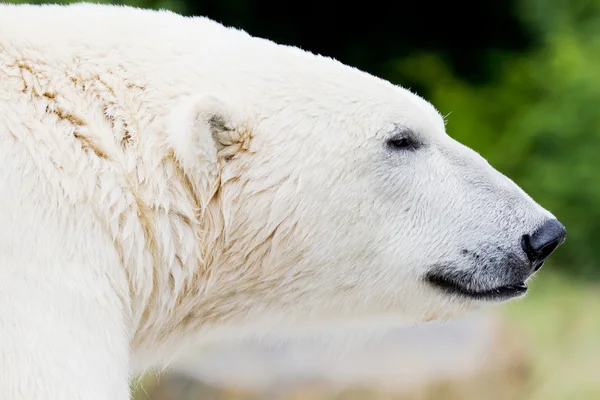 Closeup de urso de gelo — Fotografia de Stock
